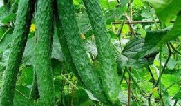 黄瓜农药爆料视频播放大全,黄瓜农药爆料视频全集深度解析