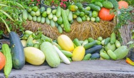 吃瓜王第三季全集免费播放,揭秘娱乐圈风云，免费畅享精彩瞬间