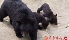 黑熊体育爆料最新消息,最新体育动态揭秘！”