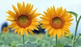 爆料种向日葵会死吗视频,向日葵死亡之谜，真相令人震惊！