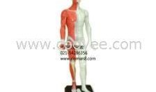 人体模型最新爆料网站,前沿科技与人体奥秘的碰撞