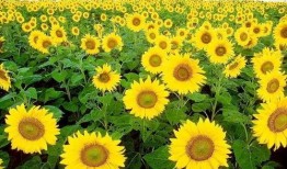 爆料种向日葵会死吗视频,向日葵死亡之谜，真相令人震惊！