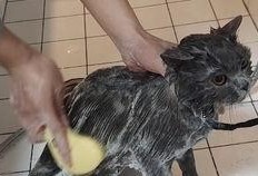 柯基测试爆料视频大全集,揭秘萌犬背后的真实故事