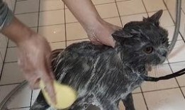 柯基测试爆料视频大全集,揭秘萌犬背后的真实故事