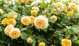 罗沙最新爆料电话是多少,揭秘神秘电话号码背后的秘密