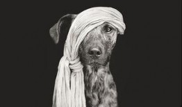 波罗的海海盗在线观看,在线重温海盗传奇，揭秘海上冒险之旅