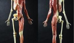 人体模型最新爆料网站,前沿科技与人体奥秘的碰撞