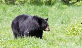 黑熊体育爆料最新消息,最新体育动态揭秘！”