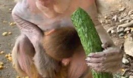 网红吃瓜姐猴子,揭秘网络红人的幕后故事