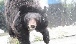 黑熊体育爆料最新消息,最新体育动态揭秘！”