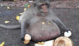 网红吃瓜姐猴子,揭秘网络红人的幕后故事