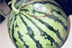常德网红吃瓜,揭秘当地美食背后的故事