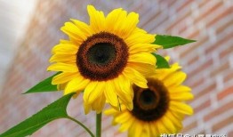 爆料种向日葵会死吗视频,向日葵死亡之谜，真相令人震惊！